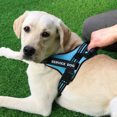 Medium and Large Dog Leash with Chest Strap Vest